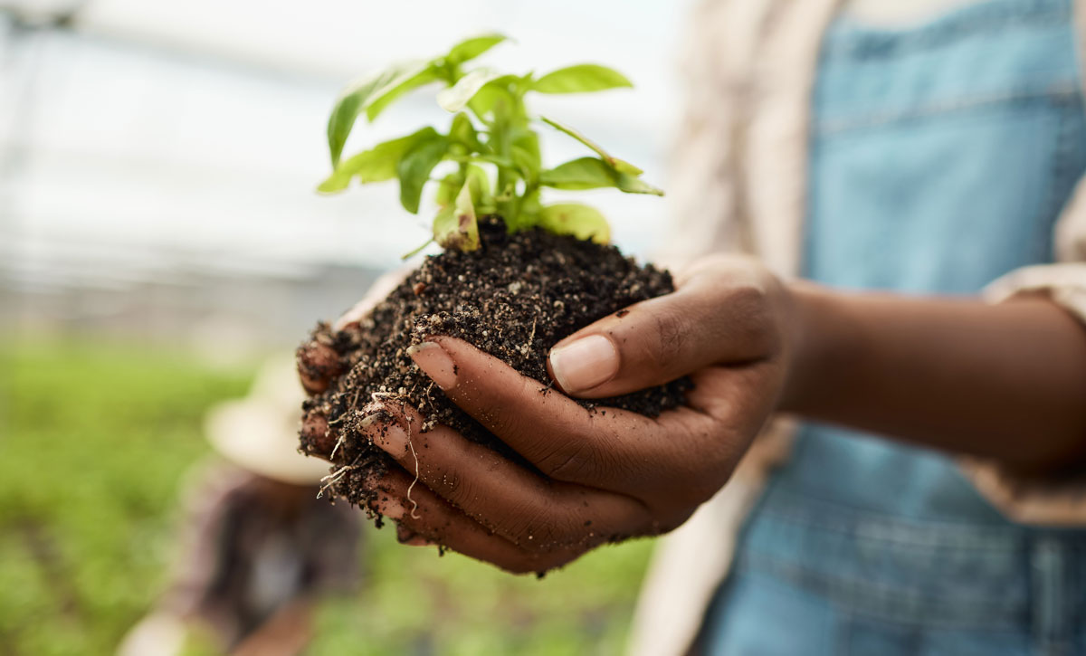 This photo shows a person's hands holding a plant in soil.