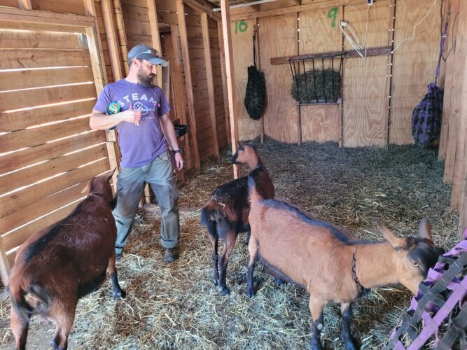 This is a photo of the Paramount Schools' Farm coordinator feeding goats.